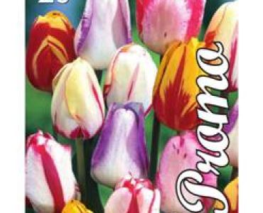 Лале Triumph striped mix 1 оп (10 луковици)